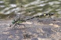 Austrogomphus divaricatus male-3